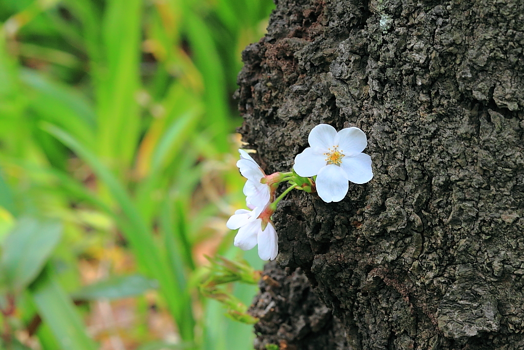 上野の桜