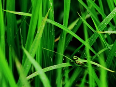 雨宿りアマガエル