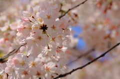 桜を探して〜不忍池