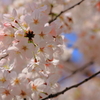 桜を探して〜不忍池