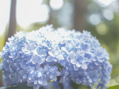 紫陽花