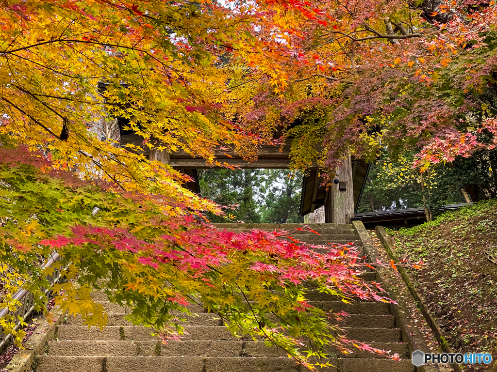 紅葉