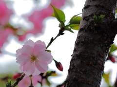 桜を探して〜隅田川