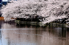 桜を探して〜不忍池