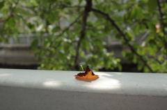 日だまり