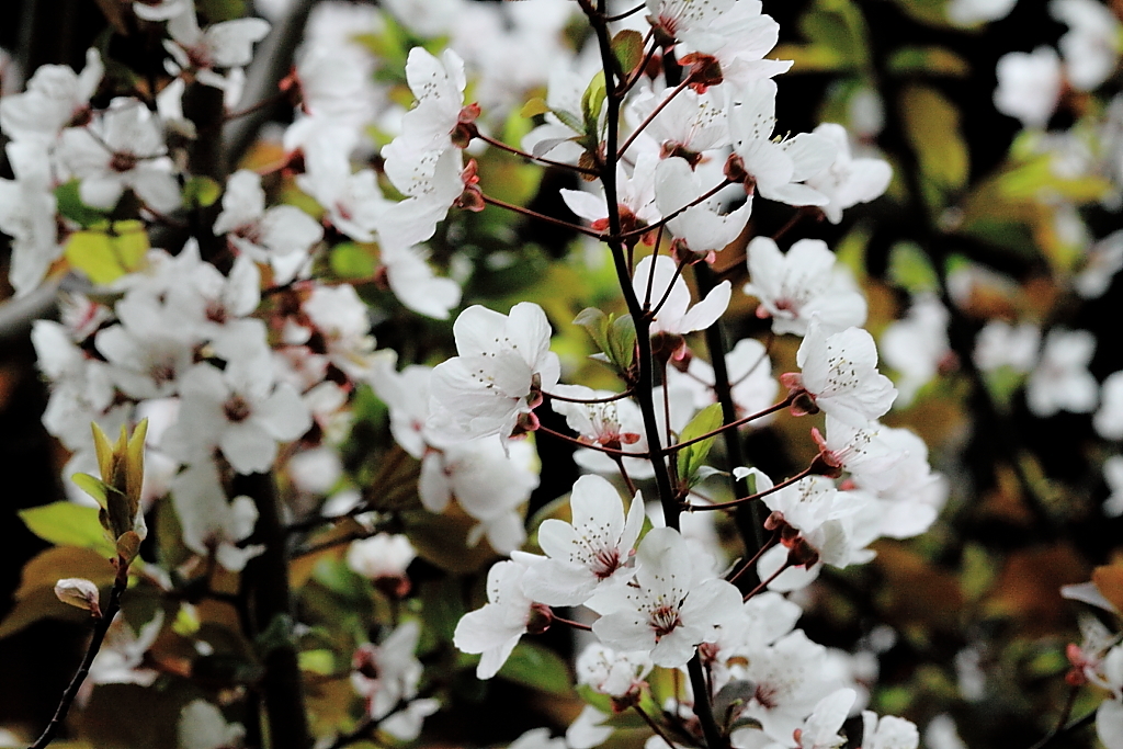 上野の桜