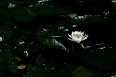 蓮華