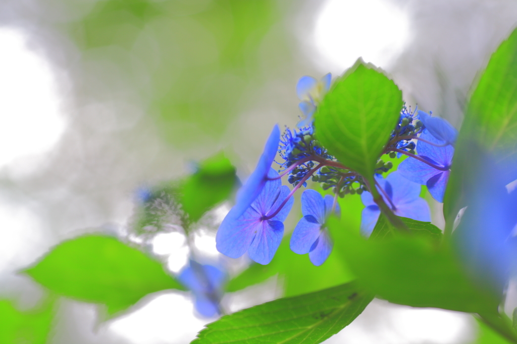 紫陽花
