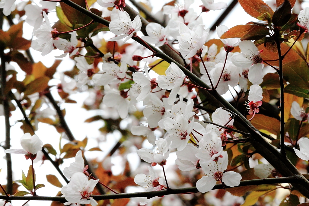 上野の桜