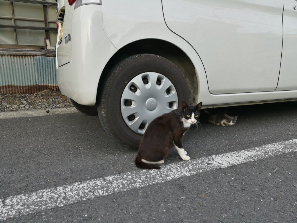 野良猫