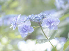紫陽花