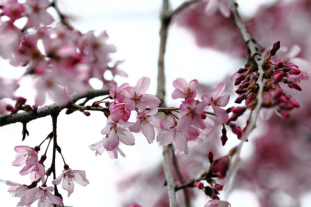 上野の桜