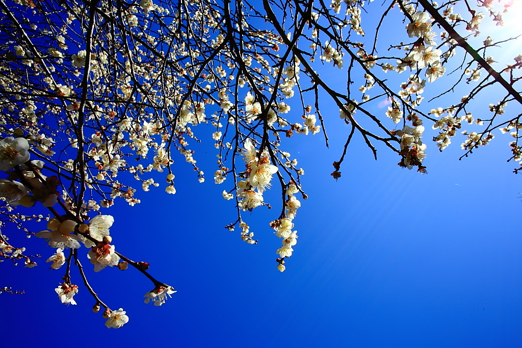 空いっぱいの梅の花
