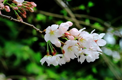 上野の桜