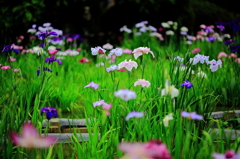 菖蒲