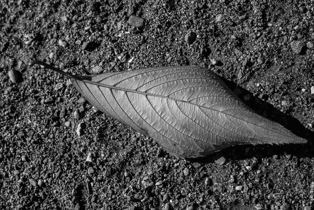 20121118-_SDI1021