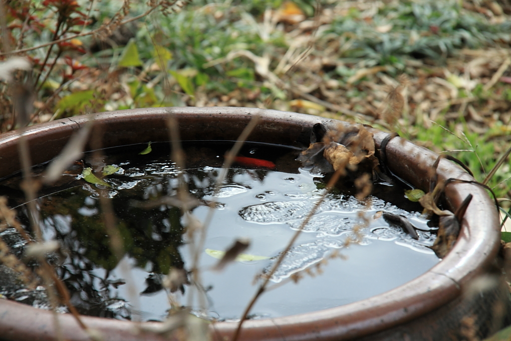 庭の金魚