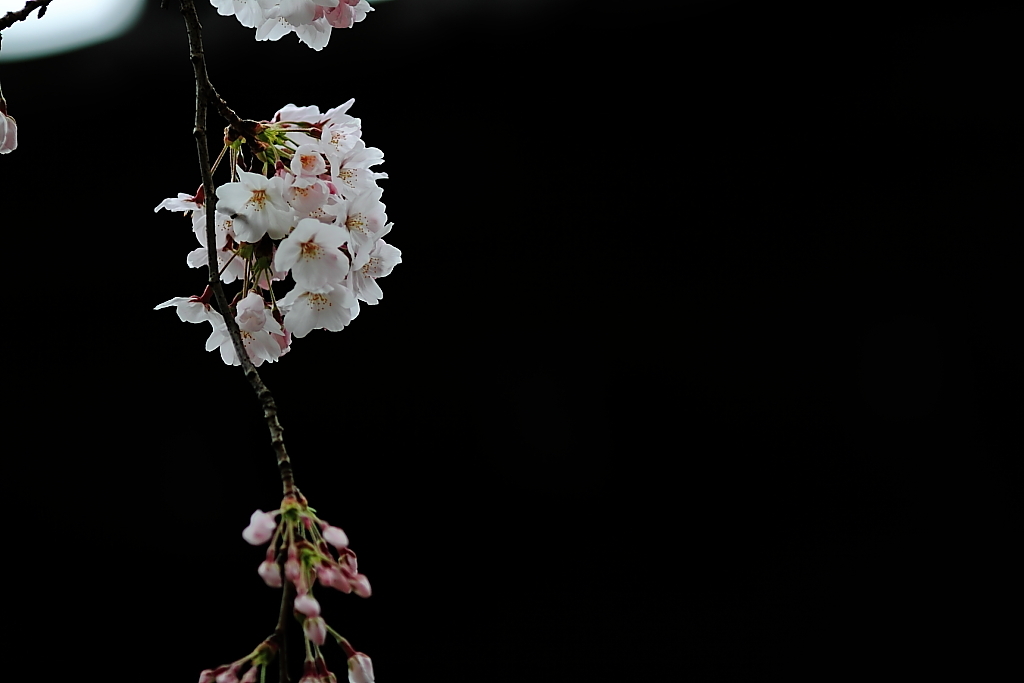 上野公園の桜