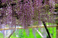 亀戸天神　藤まつり