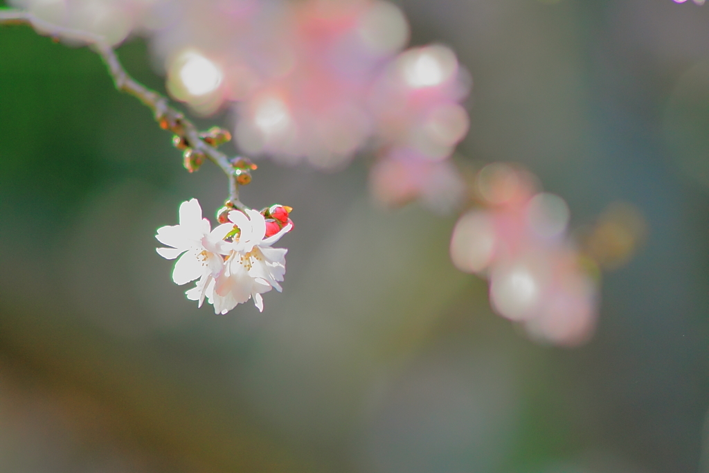 春の兆し