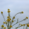 菜の花咲きました！