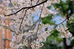 桜を探して〜隅田川