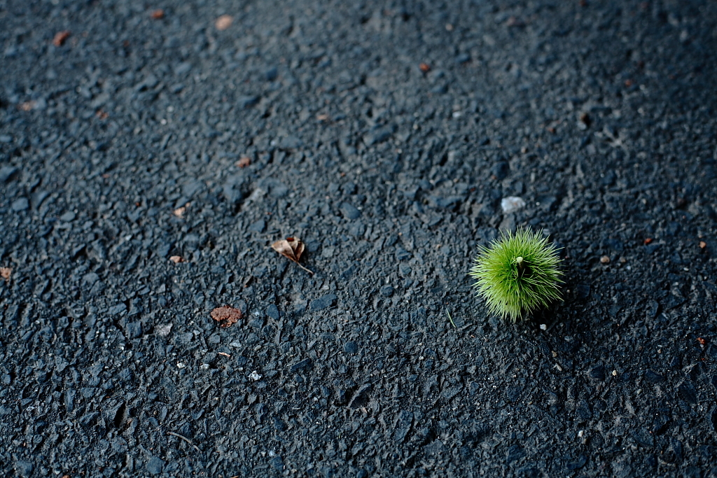 秋の便り届いた