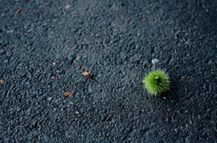 秋の便り届いた