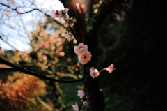 春の花