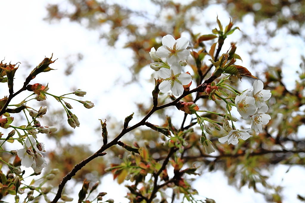 上野公園の桜