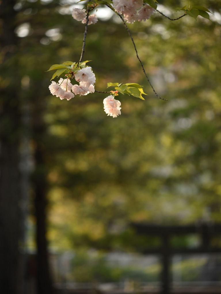桜