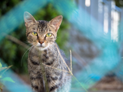 野良猫