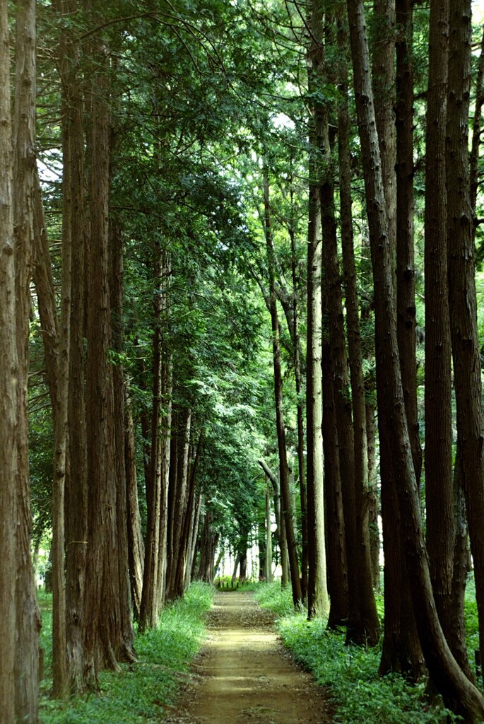 散歩道