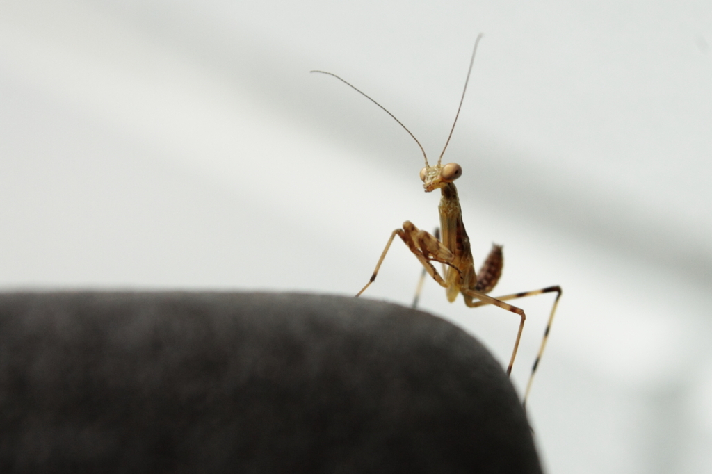 カマキリ