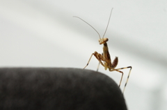 カマキリ