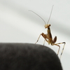 カマキリ