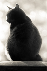 黒猫