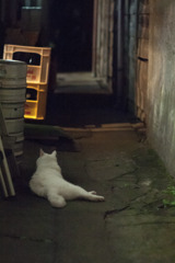 路地裏