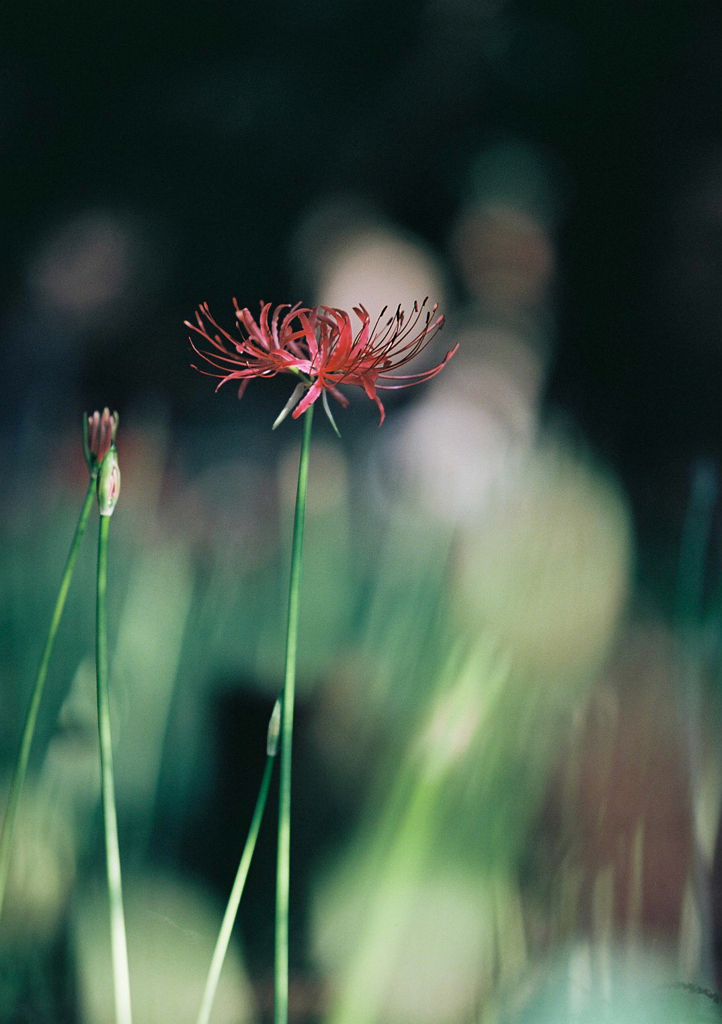 紅