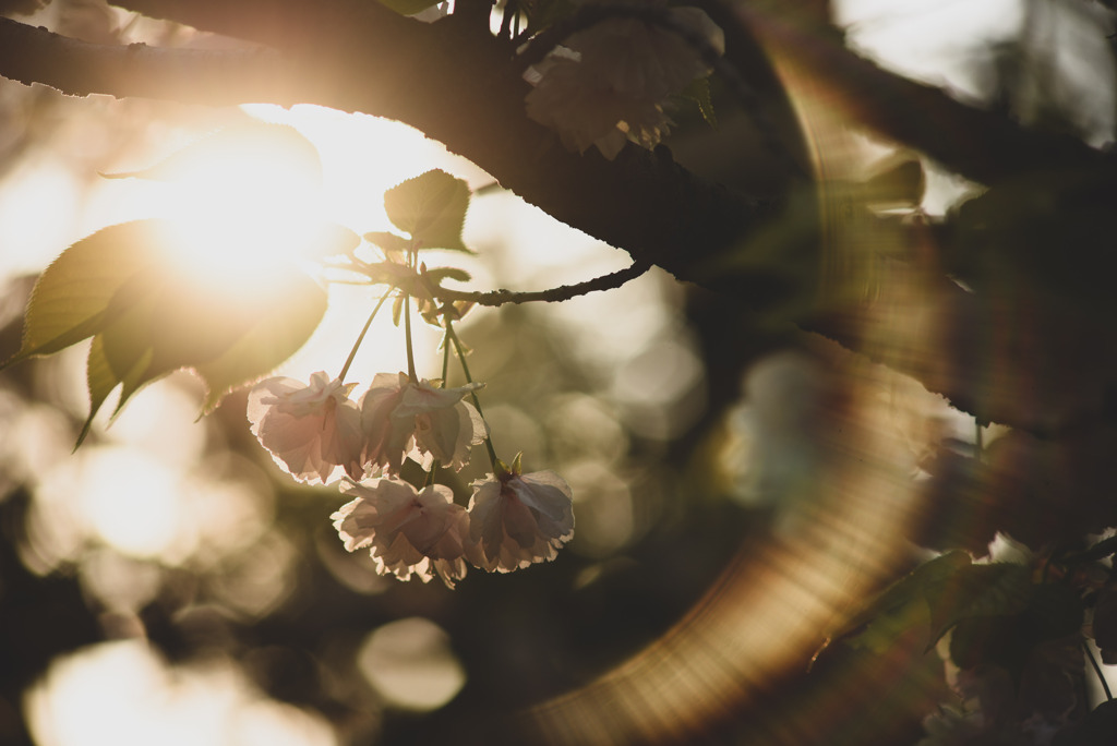 桜