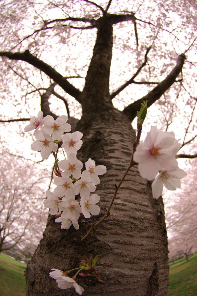 バオバブ桜