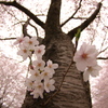 バオバブ桜