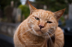 茶トラ猫