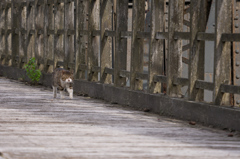 古河橋の猫