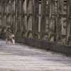 古河橋の猫