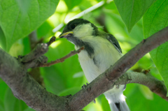 シジュウカラ