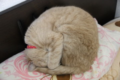 アンモナイト
