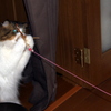 Nice Catch!!