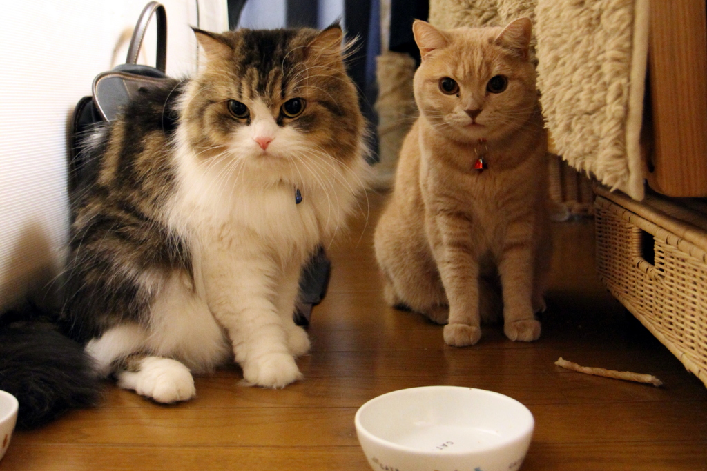 ご飯まだ？