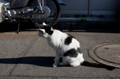 猫背です。